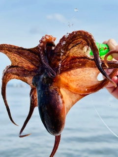 タコの釣果