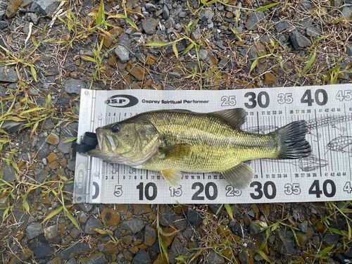 西の州水門で釣れたブラックバスの釣り・釣果情報 - アングラーズ