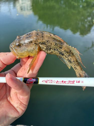 ハゼの釣果