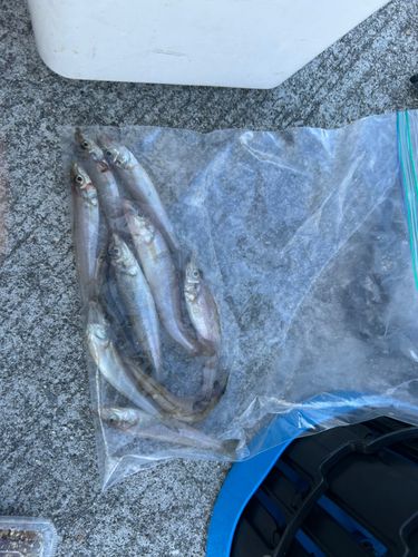 タチウオの釣果