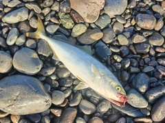 ワカシの釣果