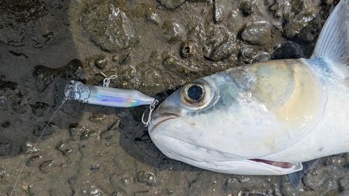 ボラの釣果