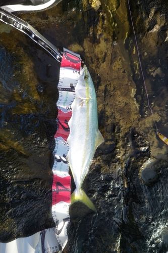 イナダの釣果