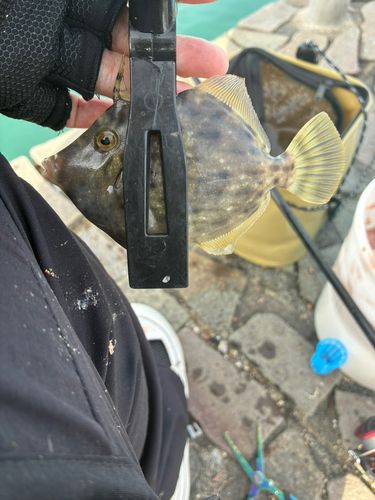 カワハギの釣果