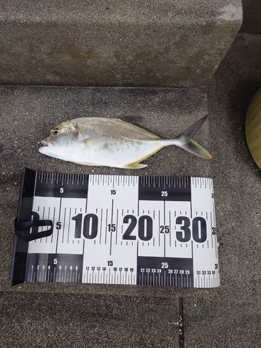 メッキの釣果