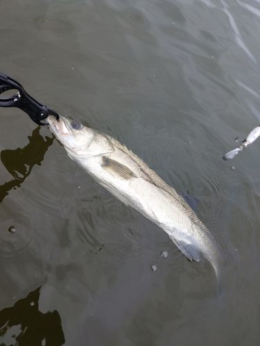 セイゴ（マルスズキ）の釣果