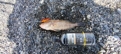 オオモンハタの釣果