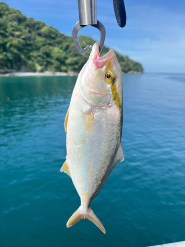 シオの釣果