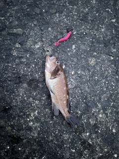 エゾメバルの釣果
