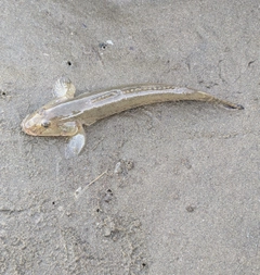 ハゼの釣果