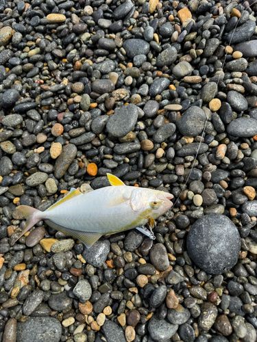 シオの釣果