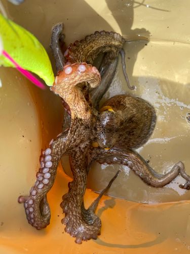 タコの釣果