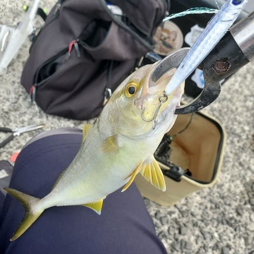 カンパチの釣果