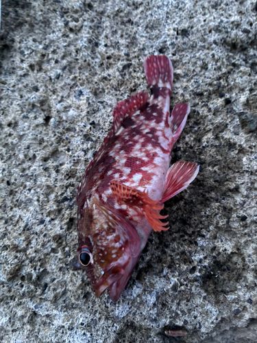 カサゴの釣果