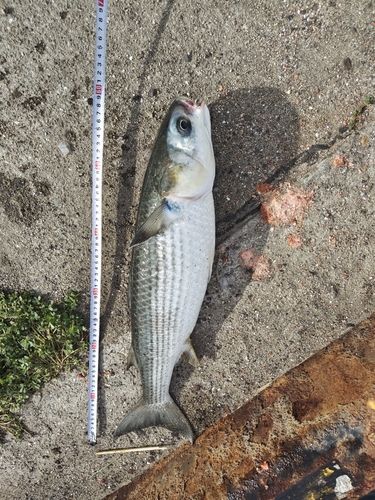 ボラの釣果