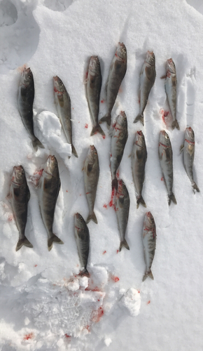 ホッケの釣果