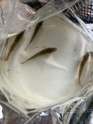 ハゼの釣果