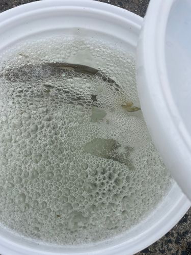 コノシロの釣果