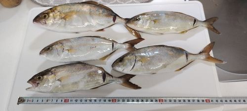 ショゴの釣果