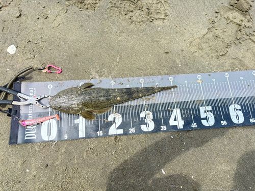マゴチの釣果