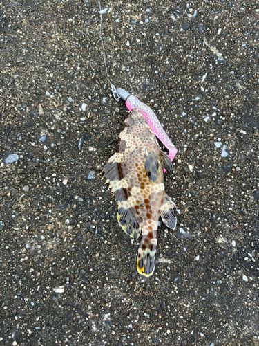 イシミーバイの釣果