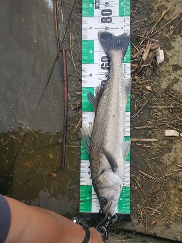 スズキの釣果