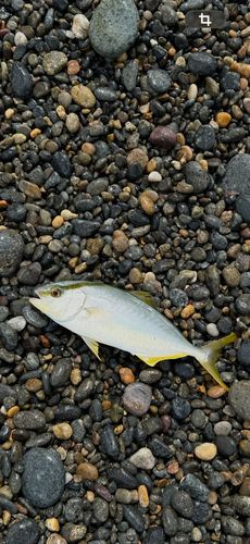 シオの釣果
