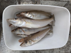 キスの釣果