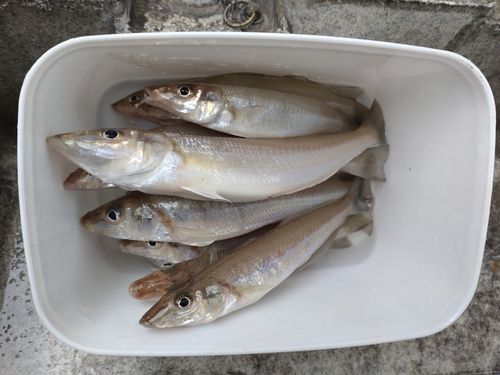 キスの釣果