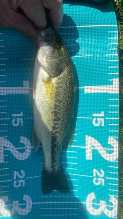 ラージマウスバスの釣果