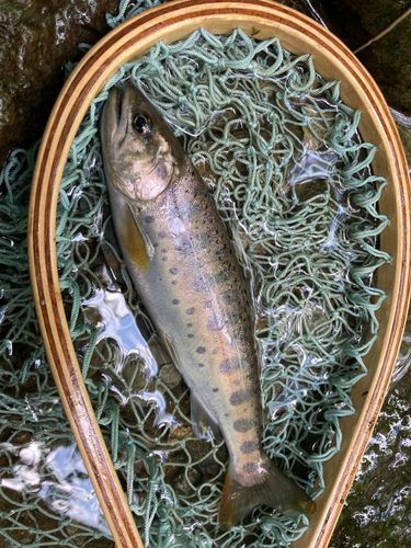 ヤマメの釣果