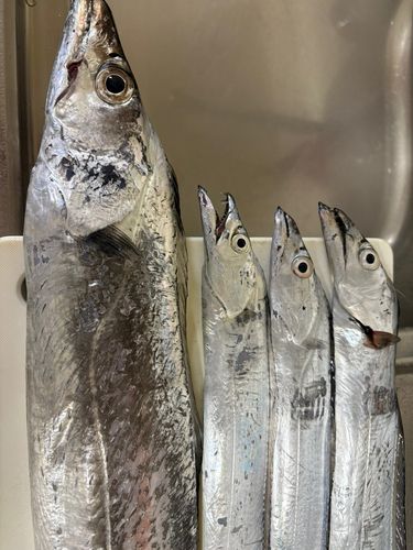タチウオの釣果