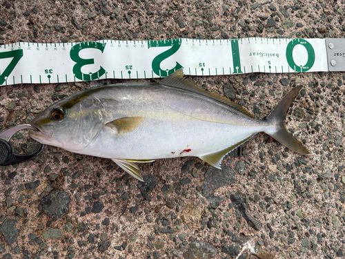 カンパチの釣果