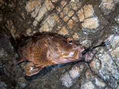 カサゴの釣果