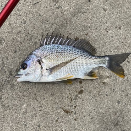 キチヌの釣果