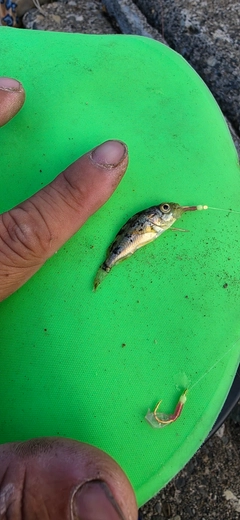 ガヤの釣果
