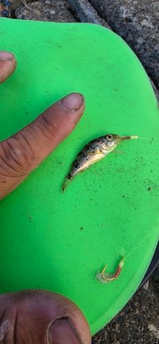 ガヤの釣果