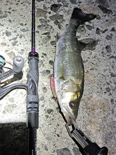 セイゴ（マルスズキ）の釣果