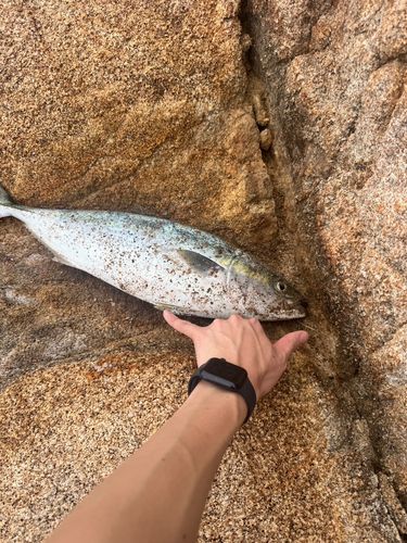 ヤズの釣果