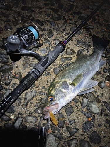 セイゴ（マルスズキ）の釣果