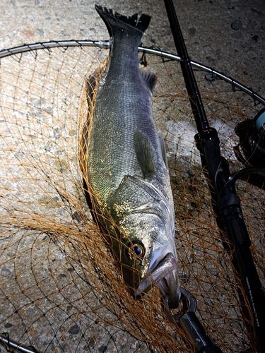 セイゴ（マルスズキ）の釣果