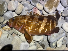 キジハタの釣果