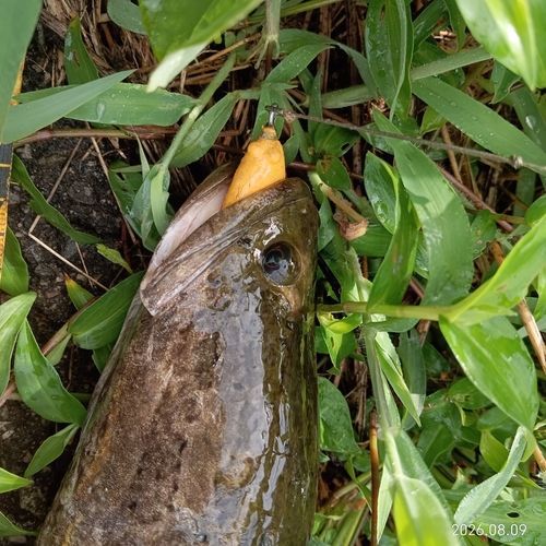 ライギョの釣果
