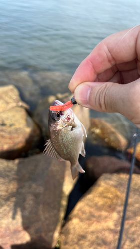 チャリコの釣果