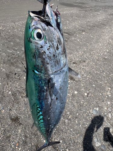 スマカツオの釣果