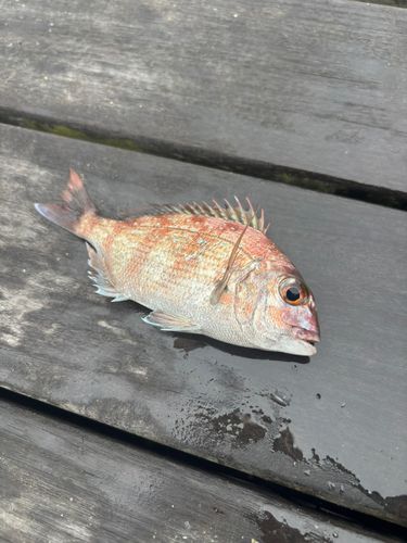 チャリコの釣果