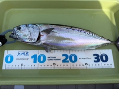 マルソウダの釣果