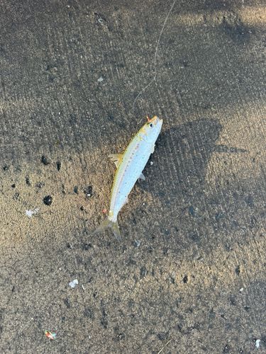マイワシの釣果