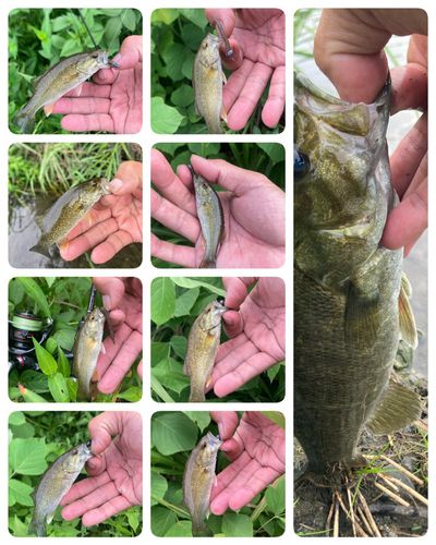 スモールマウスバスの釣果