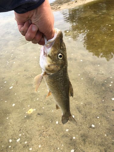 ニゴイの釣果